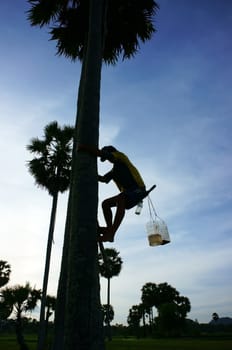 Silhouette of a man climb palm tree  under blue sky at countryside