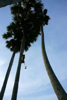 Silhouette of a man climb palm tree  under blue sky at countryside