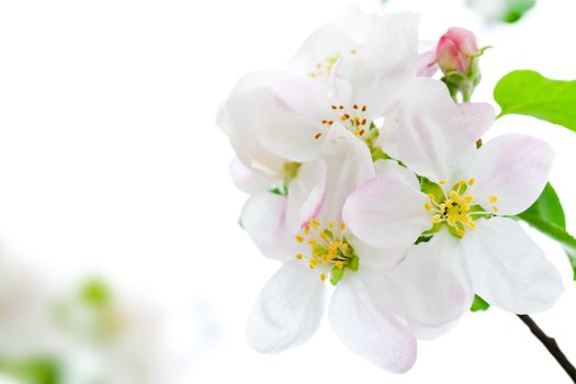 Apple flowers on white background for spring season
