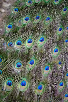 Green Peafowl feather background