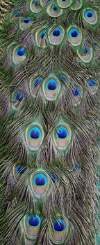 Green Peafowl feather background