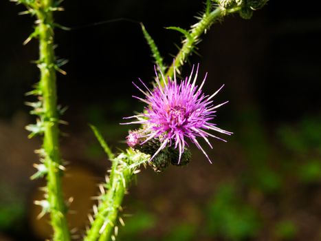 Thistle plant with violet blossom (Czech Republic)