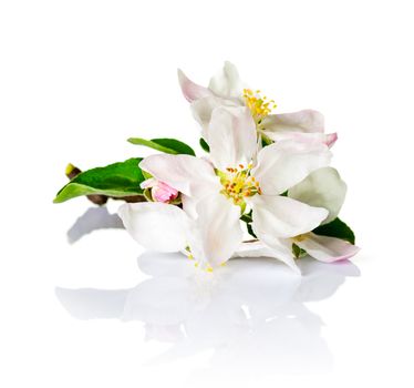 Spring flowers on white background. Apple blossom for spring season