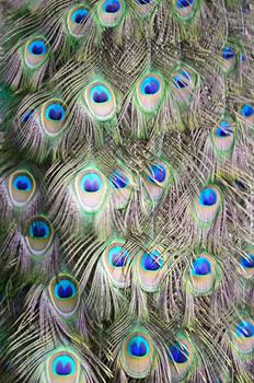 Green Peafowl feather background