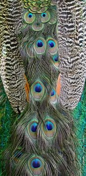 Green Peafowl feather background