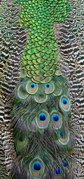 Green Peafowl feather background