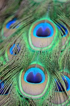 Green Peafowl feather background