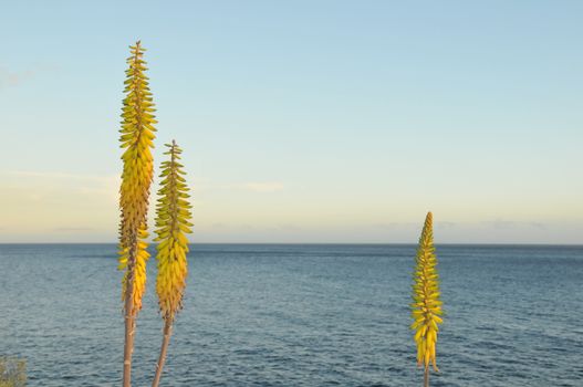 Aloe Vera Flower Detail near the Atlantic Ocean in Tenerife