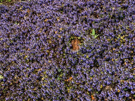 Tiny violet flowers like violet carpet