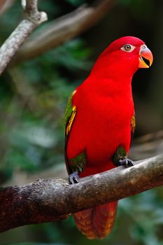 Lorikeet (Lorius garrulus) or Red Lory bird, standing on a brach