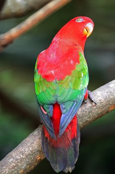 Lorikeet or Red Lory (Lorius garrulus), standing on a brach, back profile