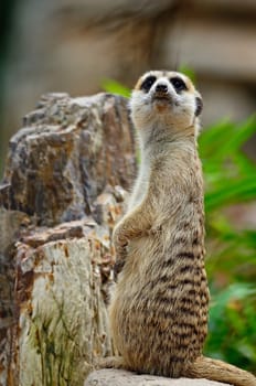 Alert Suricate or Meerkat (Suricata suricatta) on the lookout