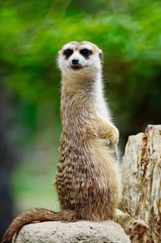 Alert Suricate or Meerkat (Suricata suricatta) on the lookout, side profile