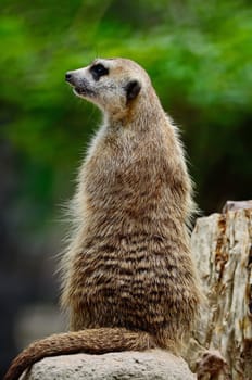 Alert Suricate or Meerkat (Suricata suricatta) on the lookout, back profile