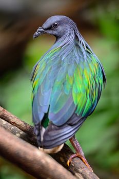 Nicobar Pigeon (Caloenas nicobarica) bird, standing on a branch, back profile