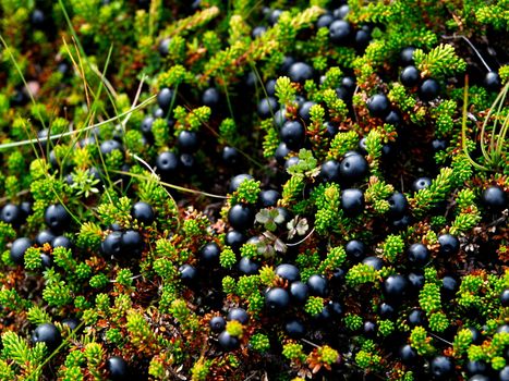Blueberries - small and tasty forest fruit