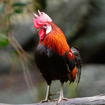 Oudstanding male Red Junglefowl (Gallus gallus), standing on the log