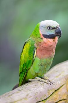 A female Red-breasted Parakeet (Psittacula alexandri), breast profile