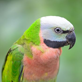 A female Red-breasted Parakeet (Psittacula alexandri), head shot profile