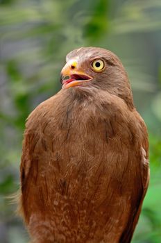 Rufous-winged Buzzard (Butastur liventer), breast profile 