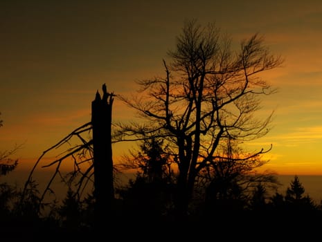 Trees in sunset time (Czech Republic)