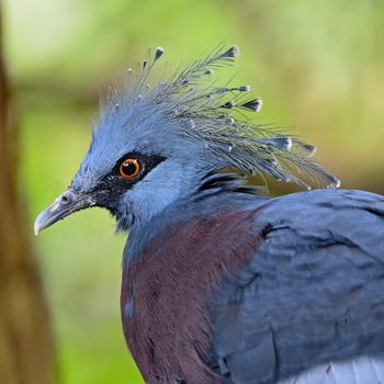 Victoria Crowned bird (Goura victoria), head profile