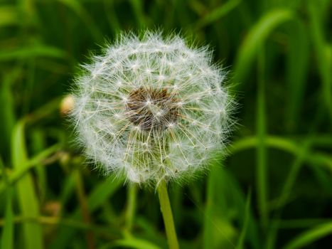 Faded dandelion in the grass