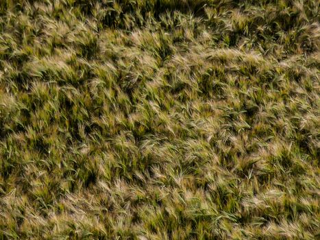 Golden grain field in Yading