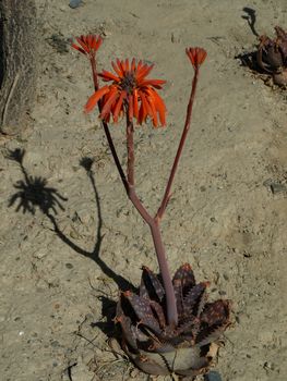 Red bloom of Andes (Isla del Sol, Bolivia)