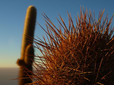 Detailed view of cactus on Salar de Uyuni (Bolivia) Cactus