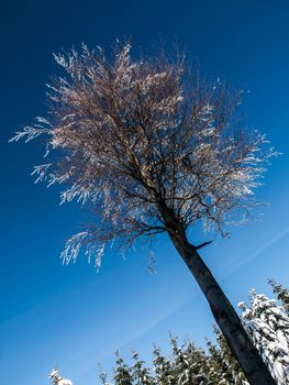 Frozen beech tree in winter time sunny day Winter tree