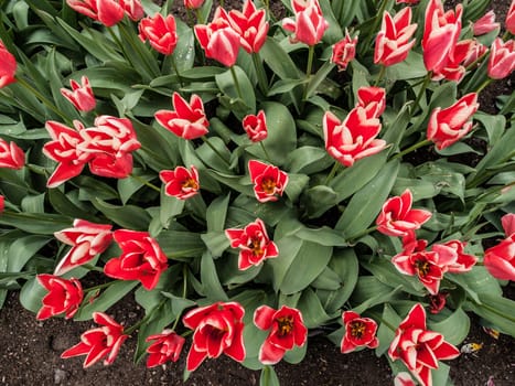 Many red tulips in the spring garden