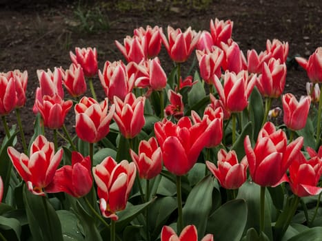 Many red tulips in the spring garden