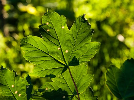 Green maple leaf in sunny day Acer leaf