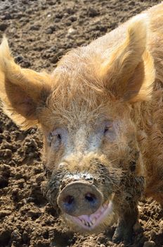 pig head in close up
