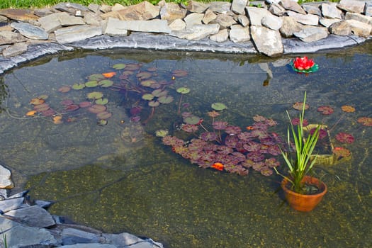 Pond with plants in  garden close up. An example of landscape design.