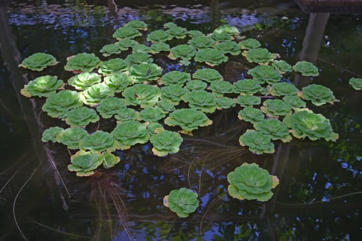 Tropical plants in the pond. Horizontal shot.