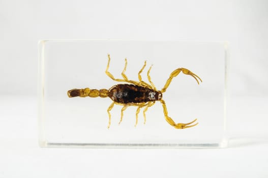 Pickled Golden Scorpion preserved in Formaldehyde on a White Background