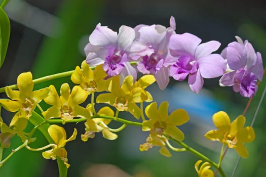 Beautiful flowers of orchids closeup on a background of leaves, Thailand.