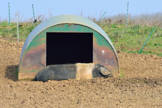 Free range pig lying down near pen