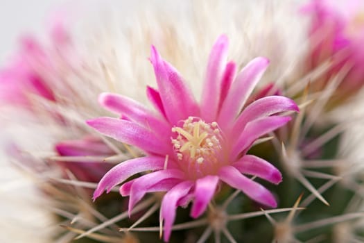 Cactus flower  on light background.Image with shallow depth of field.