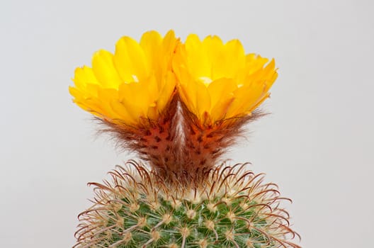Cactus flower  on light background.Image with shallow depth of field.