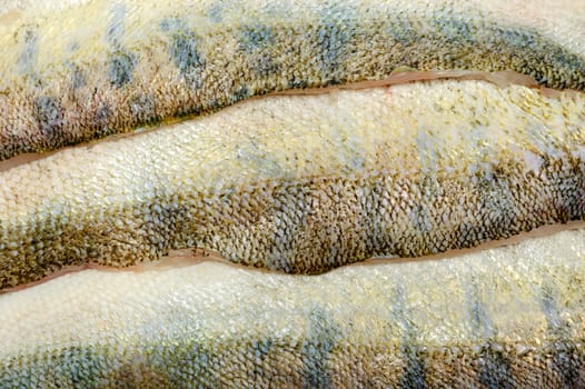 several defrosted merluccius as skin background texture