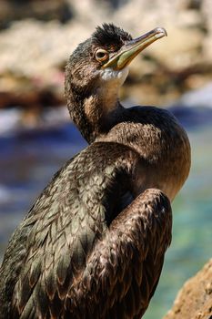 Aquatic bird, black sea cormorant closeup portrait