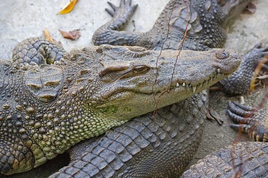 Big Crocodiles  close-up in zoo enclosure Phuket, Thailand.