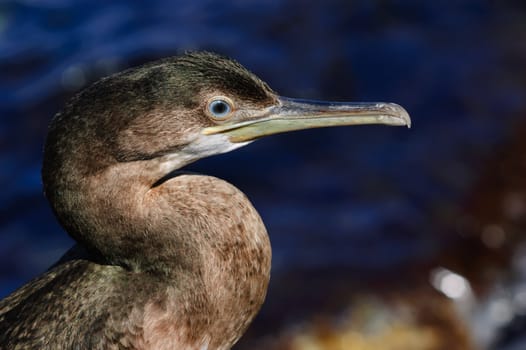 Aquatic bird, black sea cormorant closeup portrait