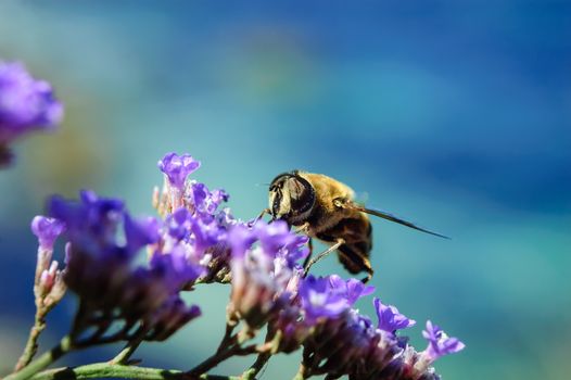 macro closeup bee harvesting  pollen and nectar at flowers. copyspace at right upper part.