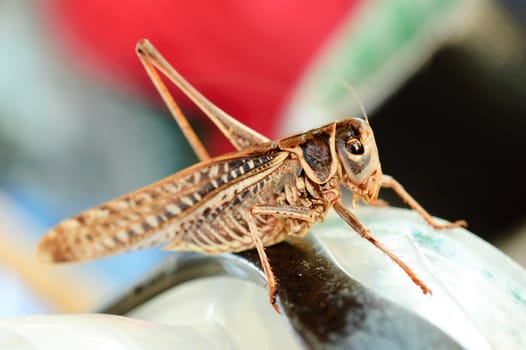 Brown grasshopper insect macro or extreme closeup