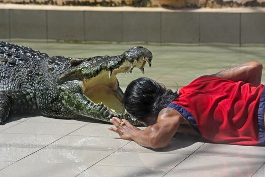 Trainer puts his head into  jaws a crocodile,  zoo, Phuket, Thailand.