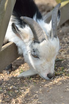 head of Kid Goat eating